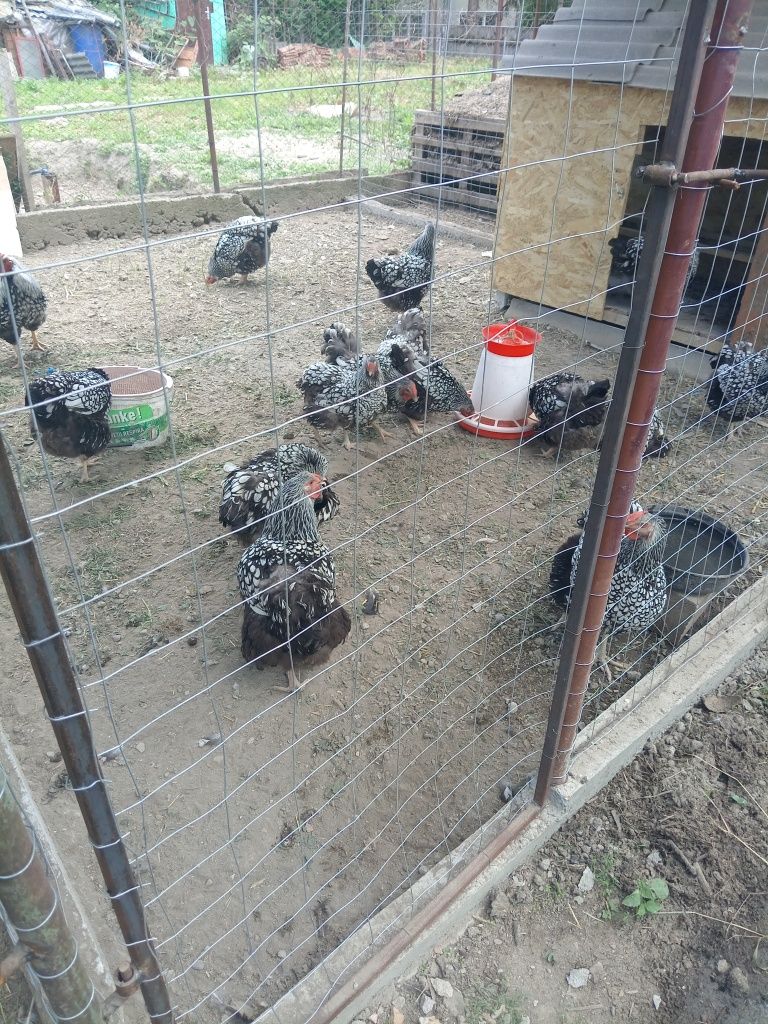 Ouă pentru incubat