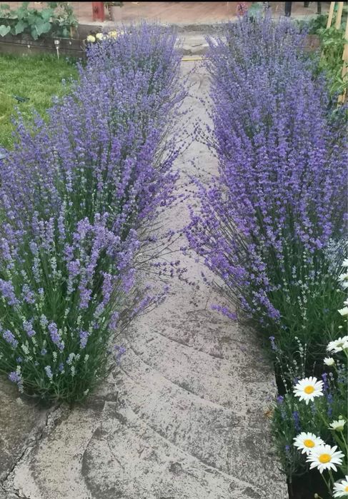 Лавандула разсад за декорация