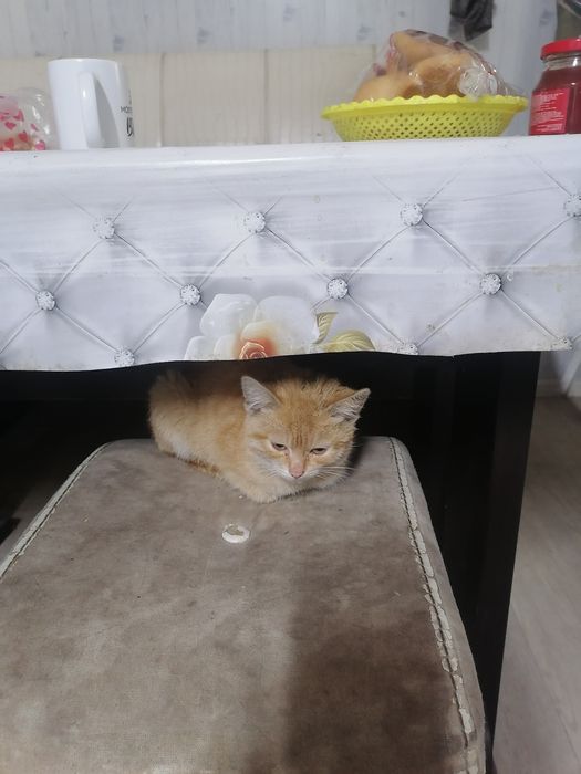 Отдам котенка Даром Теғин