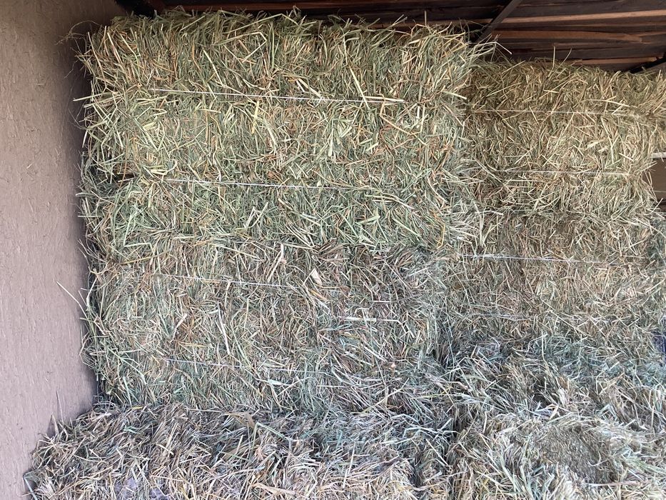 Беда, Сомон, Пичан, Ер ёнгок, Мош пресс,Янток,