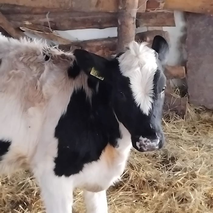 Vind vitea din vacă bună de lapte de 6 luni