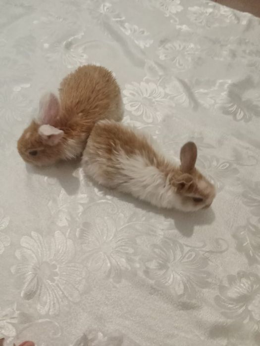 Продаю кроликов маленьких для детей на подарки .