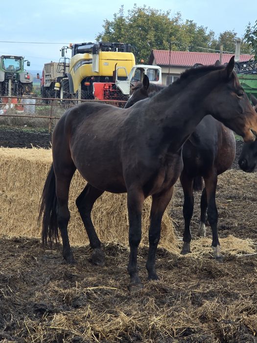 Дунавска кобила с дукоменти