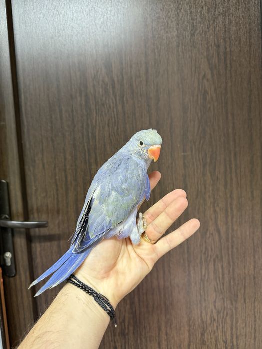 Papagali vorbitori Micul Alexandru Alexander