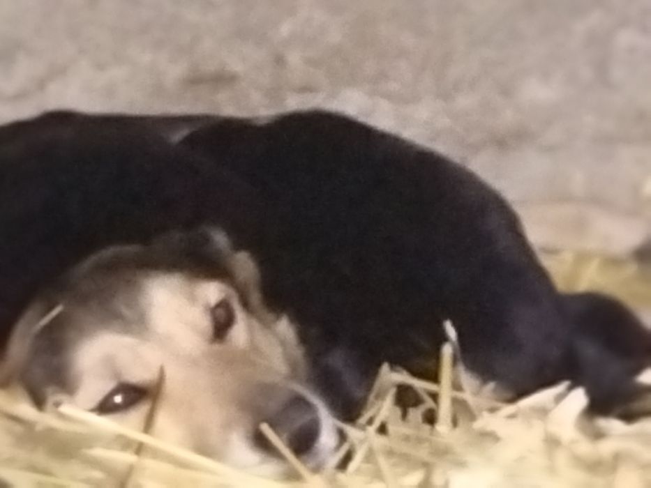 Dau spre adoptie 5 căței frumoși și iubitori