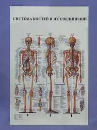 Анатомические стенды. Плакаты. Анатомия тела человека