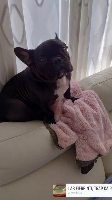 Bulldog francez m