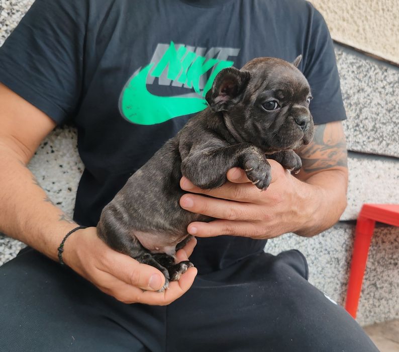 Френски   булдог