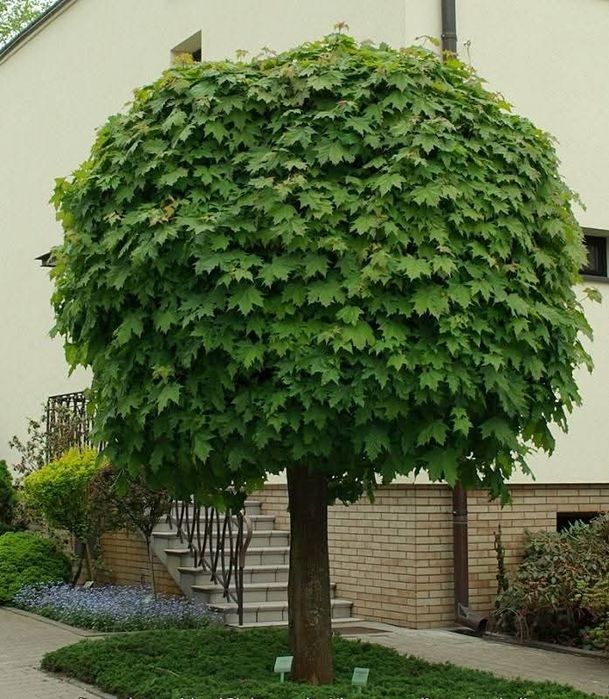 Кълбовиден шестил 200см