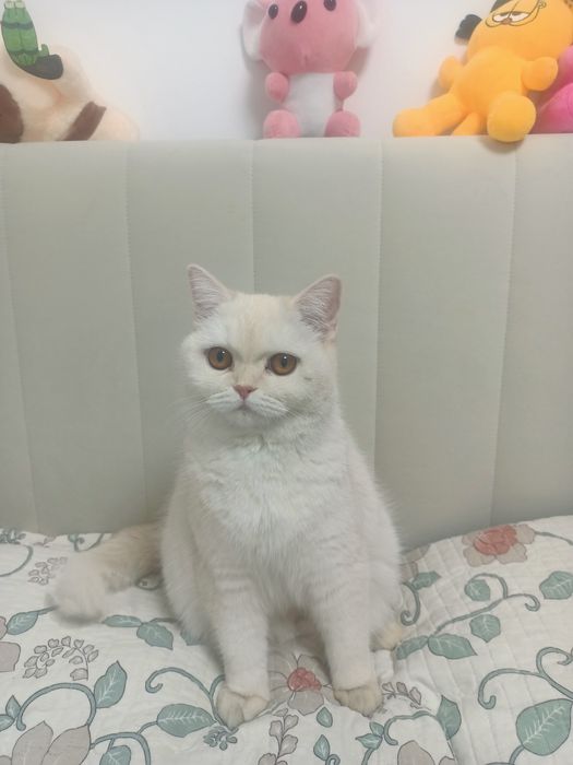 Отдам кошку в хорошие руки