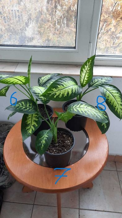 Monstera (Philodendron) deliciosa / Dieffenbachia camilla