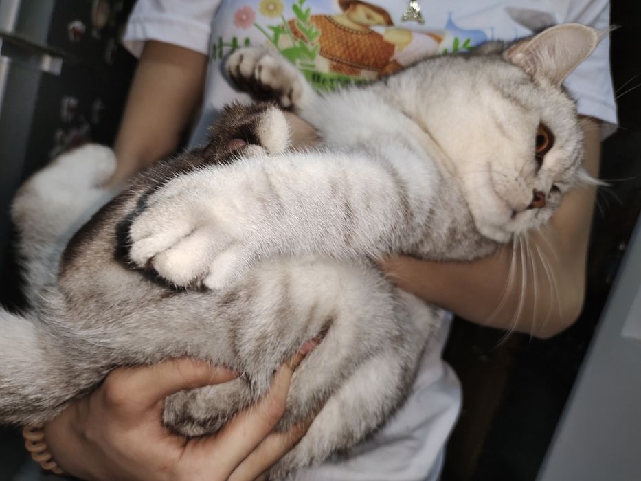 Вязка кошек британец окрас серебристая шиншилла