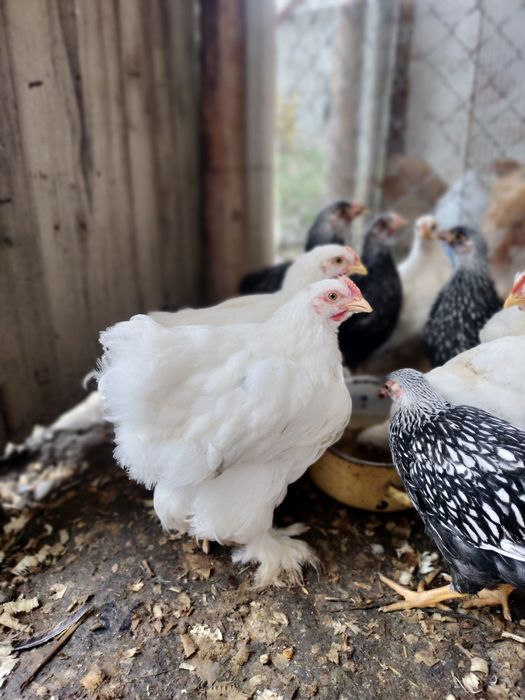 Pui de rasa cochi și wyandotte argintiu