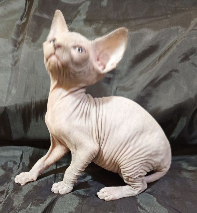 Канадский сфинкс 40 дней