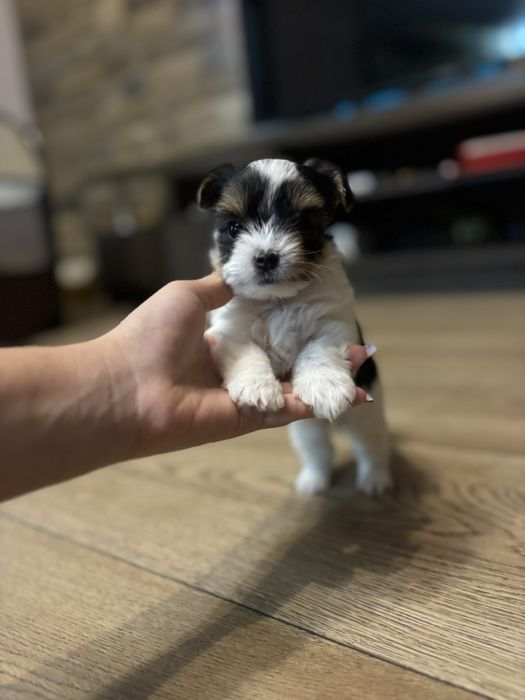 Бивер Йорки-мини (момиче и момче)