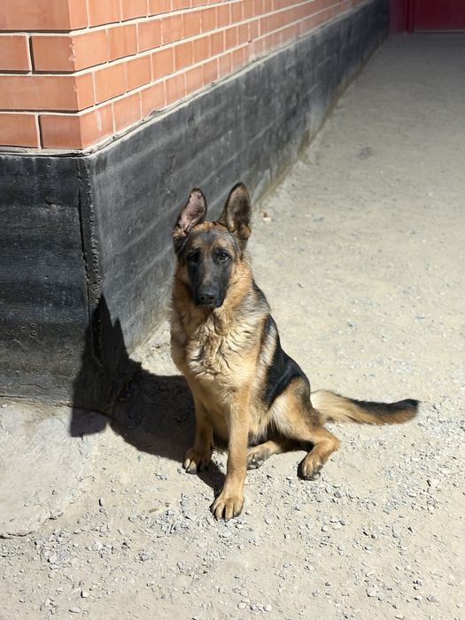 Немецкая овчарка с родословной клеймом