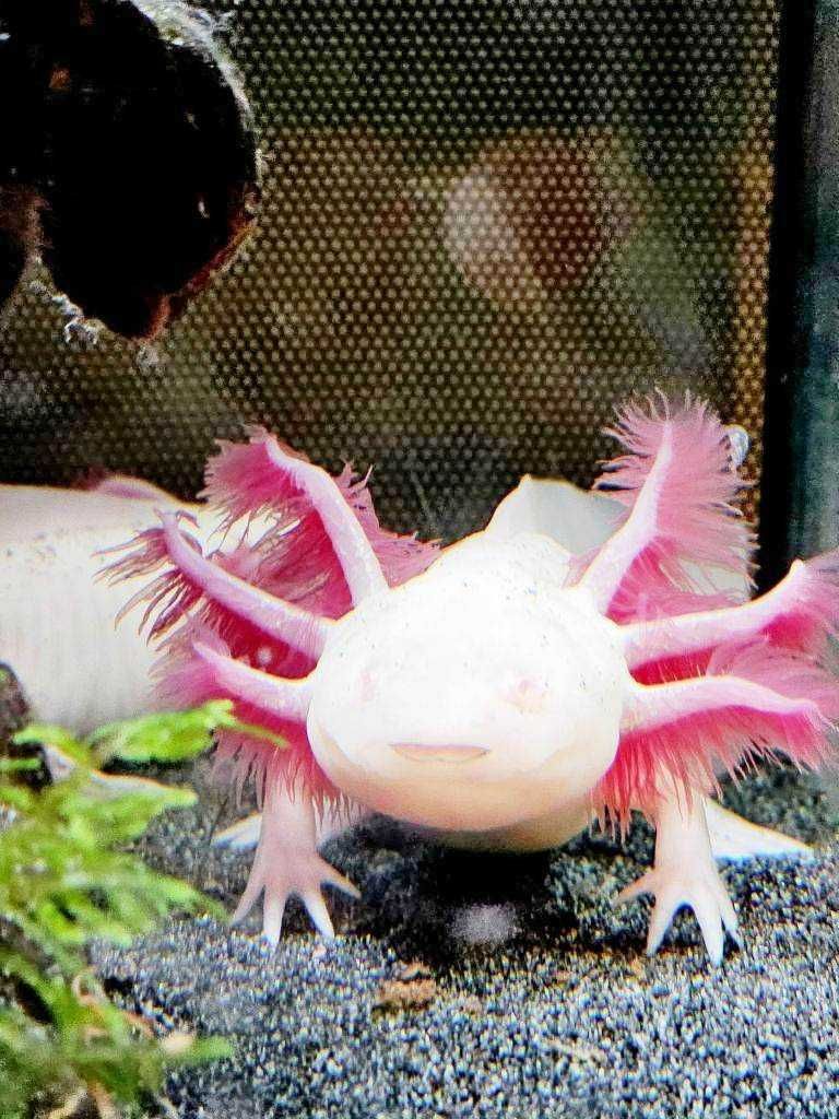 Vand Axolotl, pesti acvariu, dragon de apa