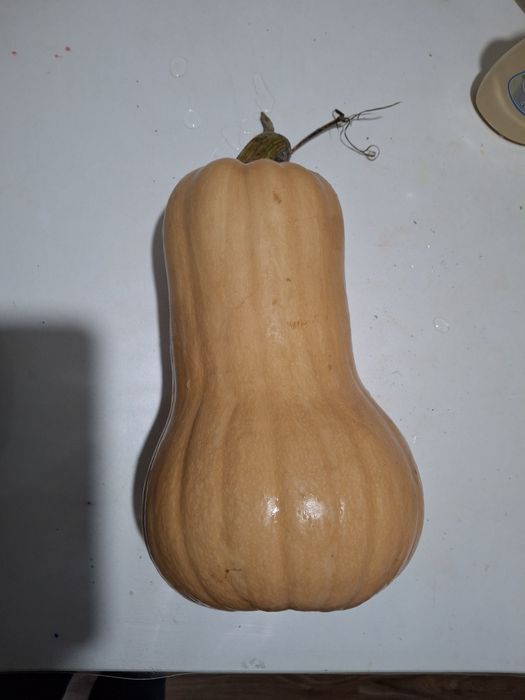 Dovleci placintari