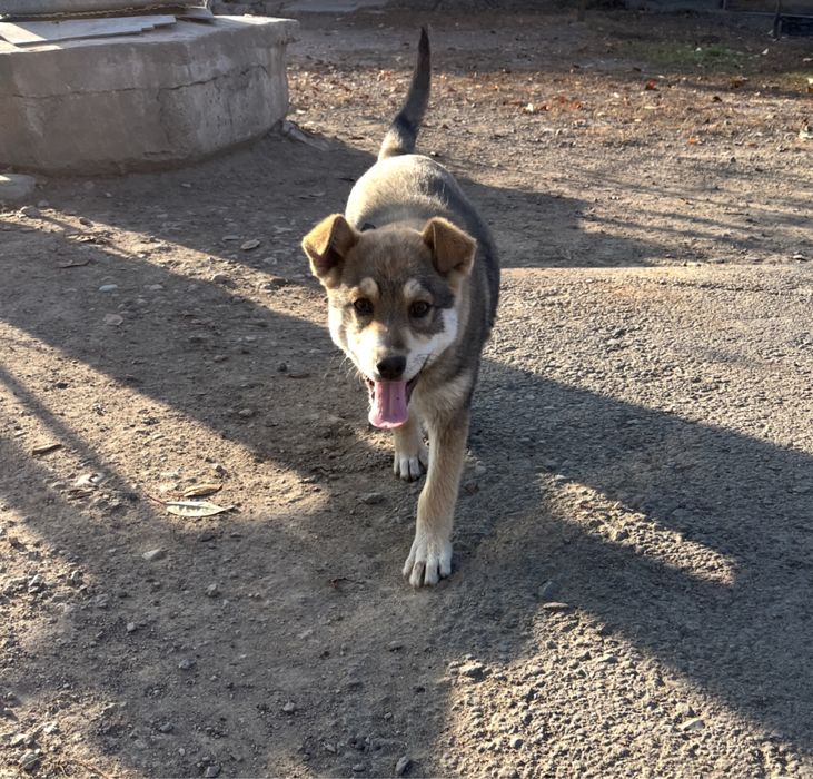 Красивый щенок 3-4мес мальчик