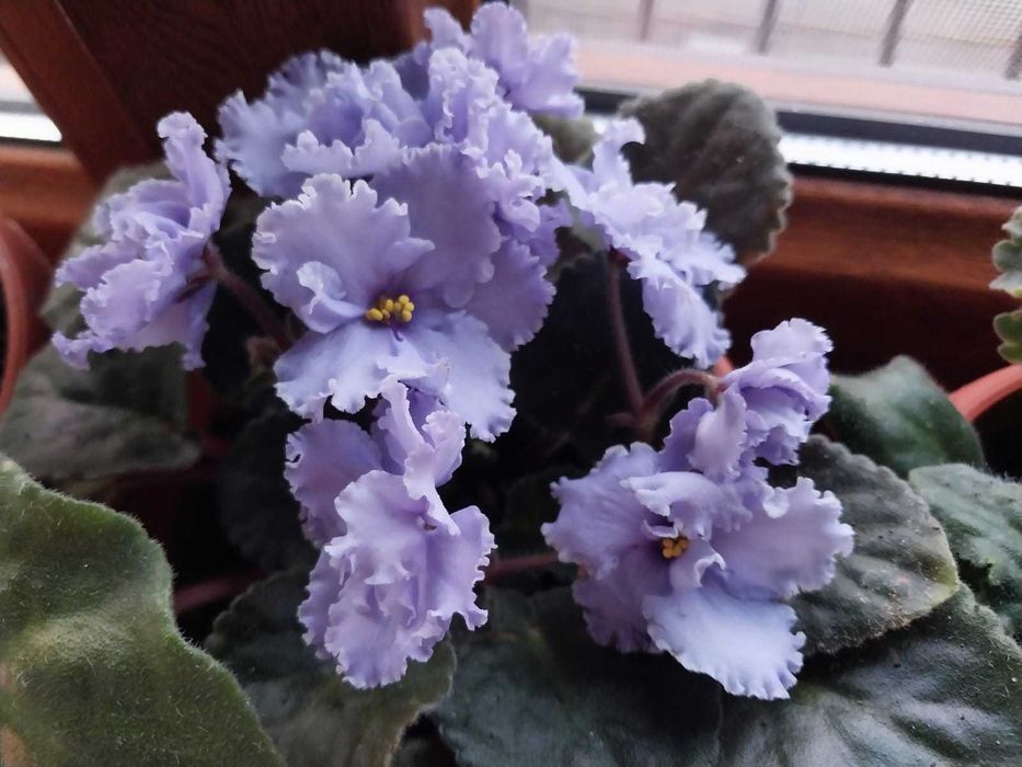 продам цветы -фиалки