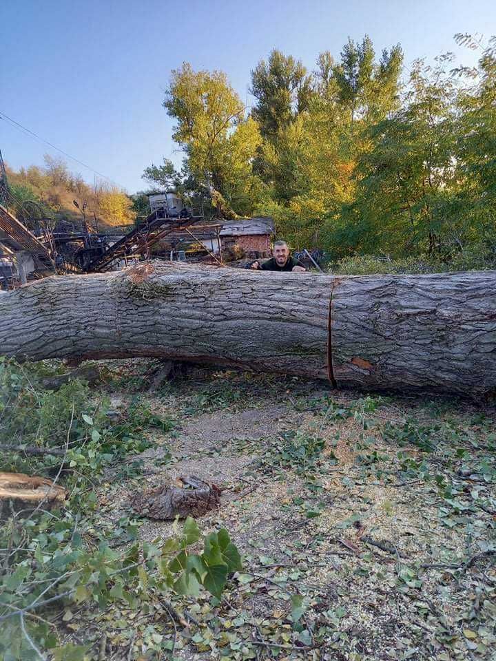 Рязане на опасни дървета,арбористи,stihl,рязане,алпинисти,дървета