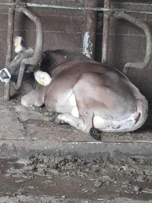 Vaci baltate și brune de vânzare