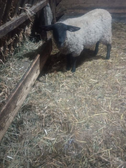 Mielute din rasa suffolk