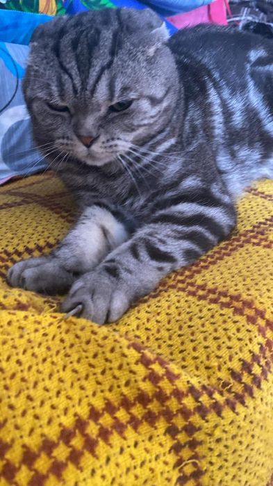 Отдам в добрые Руки.