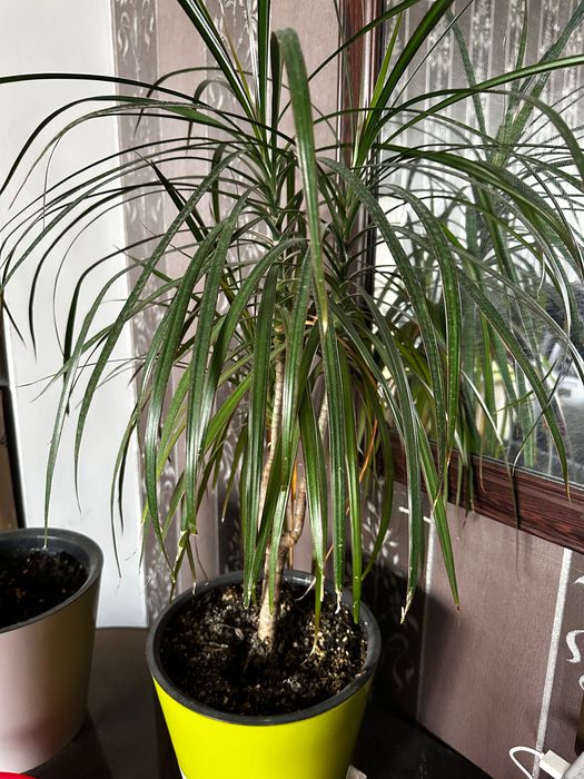 Цветы очищающие воздух живые