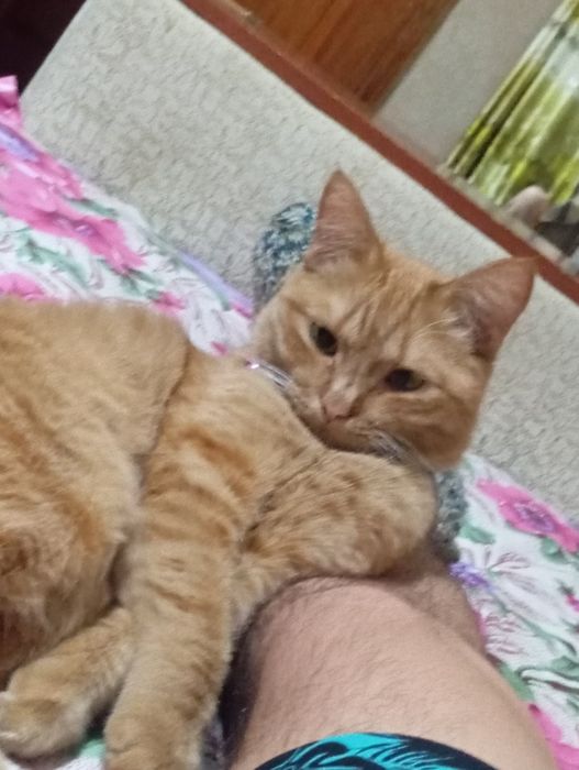 Отдам кошку в добрые руки ( стерилизованную)