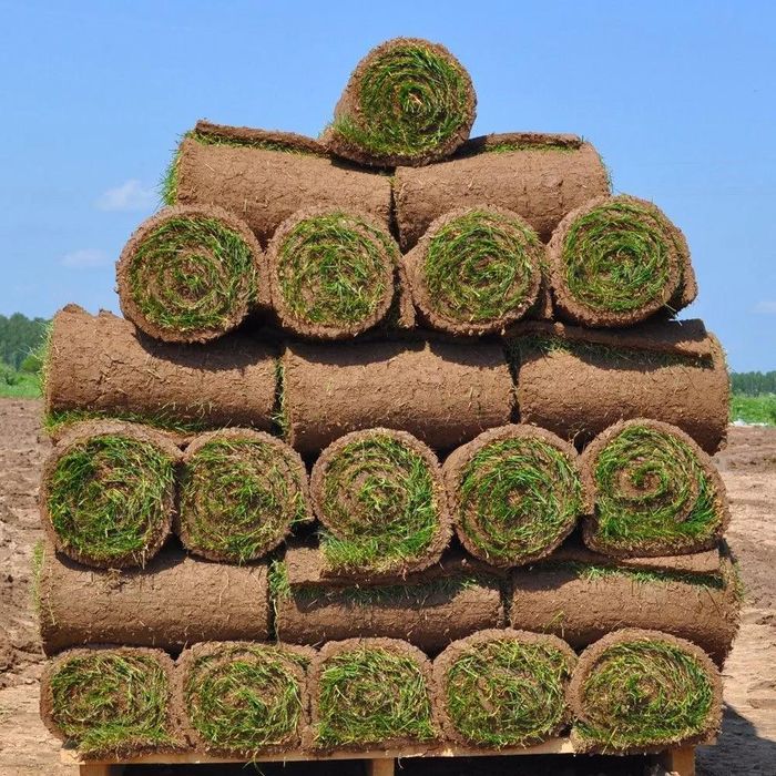 Рулонный газон джонсас