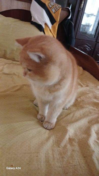 Шиншила страйт +