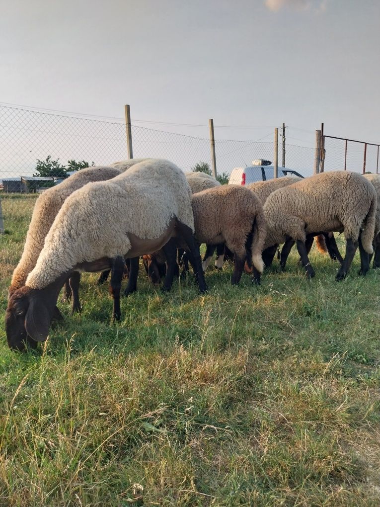Oi de vânzare - carabasă sârbească