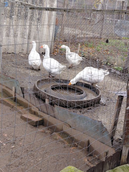 Gâște   și  rațe