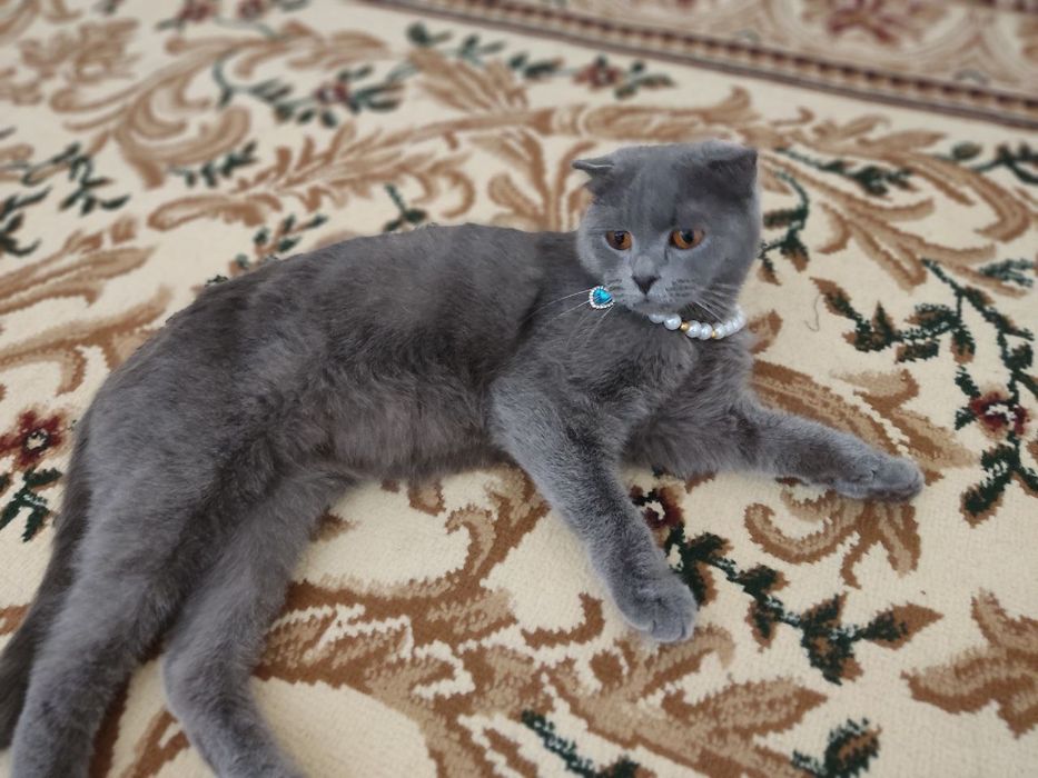Zoti scotish fold, toza mushuk aqlli latok biladi