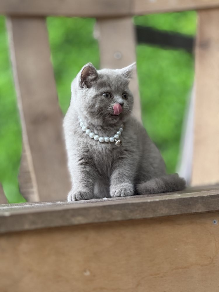Британский котёнок