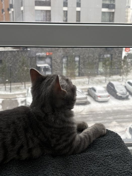 продается котенок