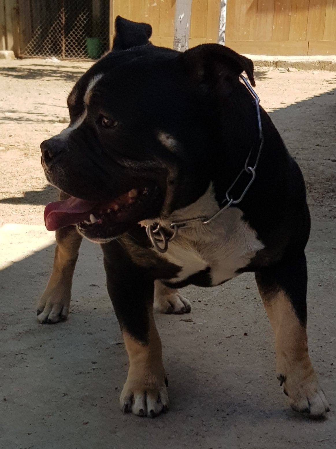 American bully pocket ABKC