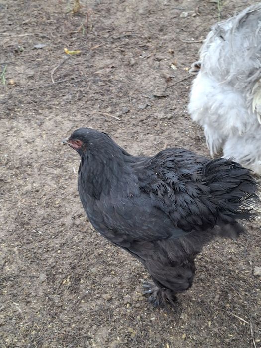 Vind gaini și cocoși brahma