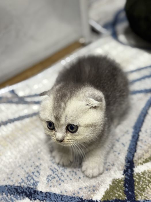 Zalataya shishila 1 yarim oyli