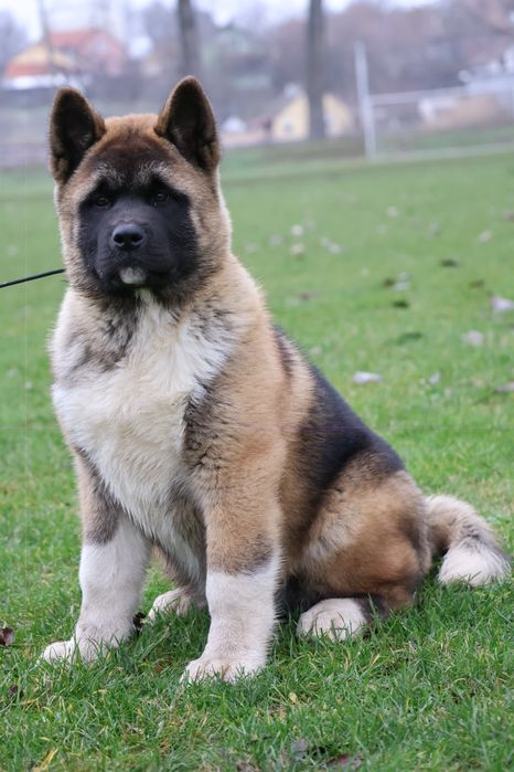 Femela akita american pedigree tip A