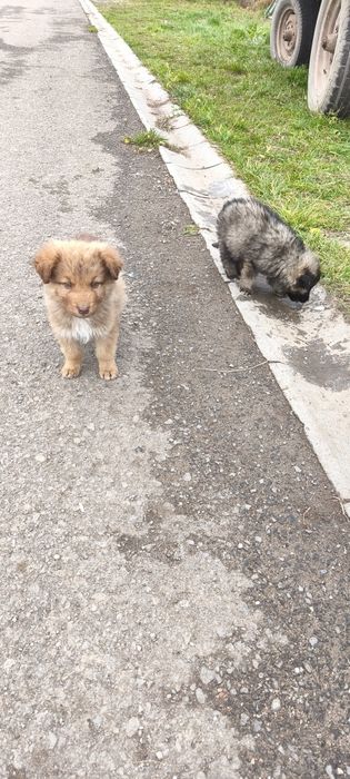 Cățelușă de donat