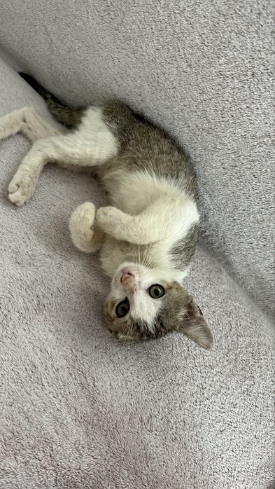 pisica spre adoptie