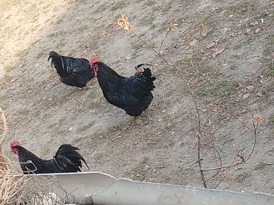 Zoti toza avstralop xo'rozlari sotiladi