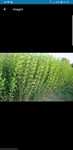Lemn cainesc 80cm 1m