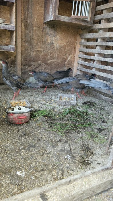 Schimb 4 fazani argintii , masculi