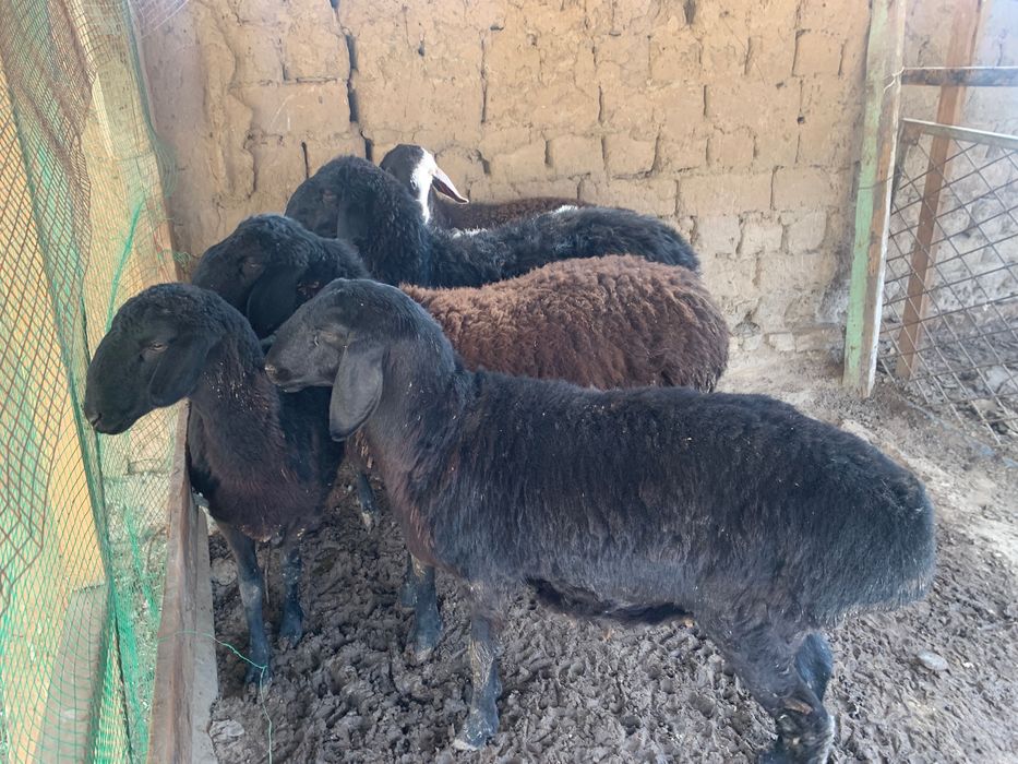 Qoyla sotilad soni 5 ta