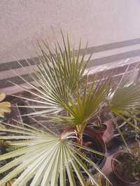 Пальмы пальмовые