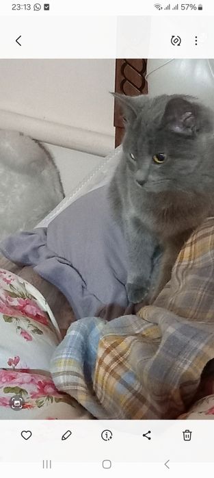 Скотиш страйт мушук