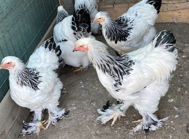 Familii de rasa mare wiandotte combatant, brahma cochinchina